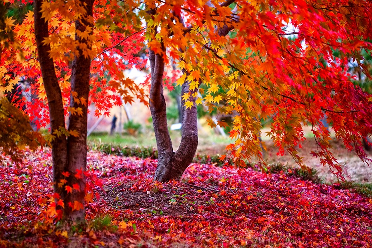 image-46320250-pretty-fall-backgrounds.jpg
